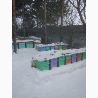 Продам пчелопакеты 6 рамок