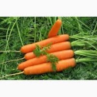 Морковь Оптом