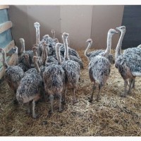 Продам страусята африканские