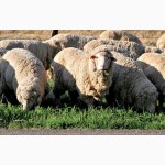 Продам тонкорунных овец