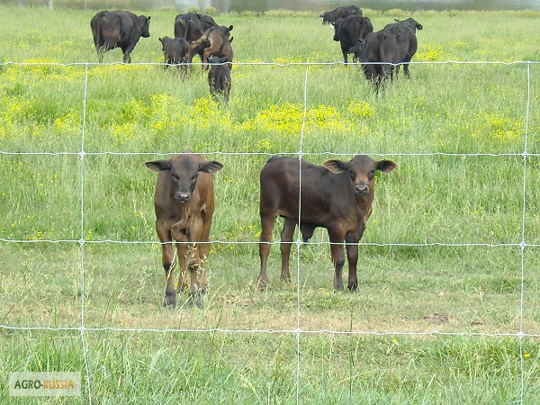 Фото 7. Электропастух для крс коров