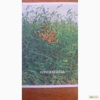 Продам семена овсяницы луговой РС1 (свердловская 37)
