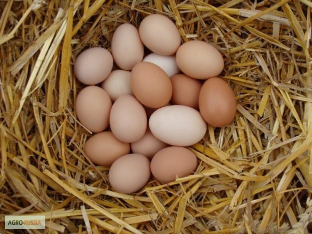 Фото 5. Яйца куриные домашние