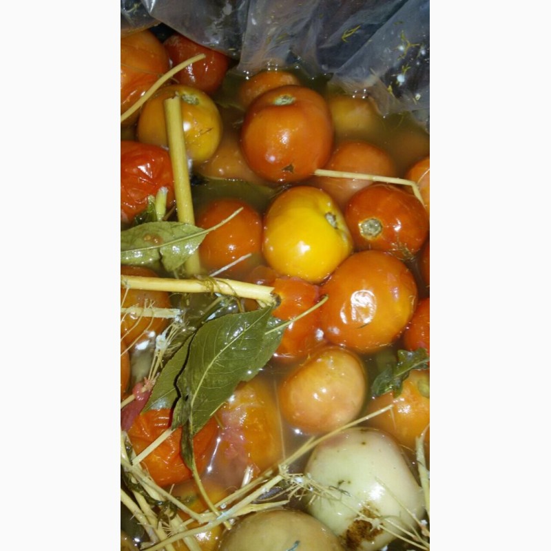 Фото 2. Продам зеленый маринованный помидор