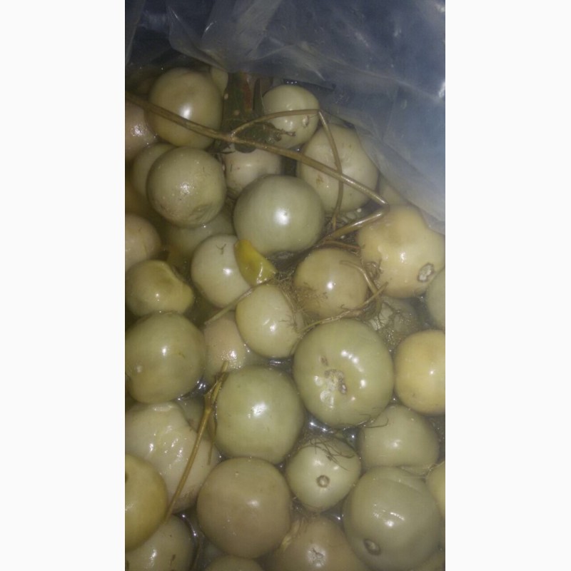 Фото 4. Продам зеленый маринованный помидор