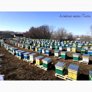 Алтайский мёд и другие продукты пчеловодства 2021 г