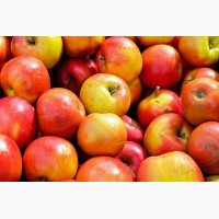 Яблоки сорта Гала оптом с доставкой по РФ