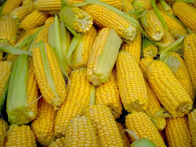 Фото 3. Семена кукурузы канадский трансгенный гибрид кукурузы hydra ff - 369
