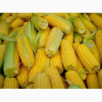 Семена кукурузы канадский трансгенный гибрид кукурузы hydra ff - 369