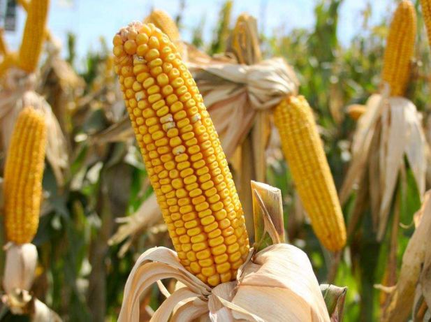 Фото 4. Семена кукурузы канадский трансгенный гибрид кукурузы hydra ff - 369