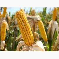 Семена кукурузы канадский трансгенный гибрид кукурузы hydra ff - 369