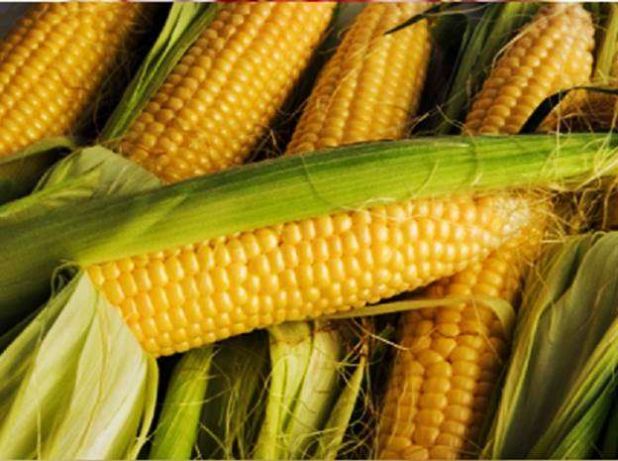 Фото 5. Семена кукурузы канадский трансгенный гибрид кукурузы hydra ff - 369