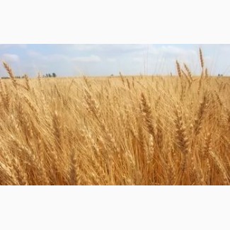 Семена озимой пшеницы: Таня, Гром, Гурт, Юка, Баграт, Алексеич, Дуплет, Калым, Безостая100