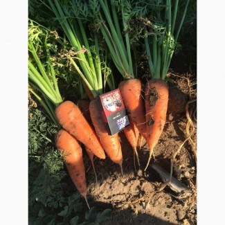 Морковь ранняя нового урожая