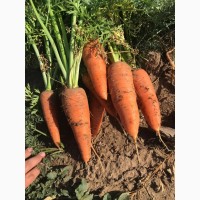 Морковь ранняя нового урожая