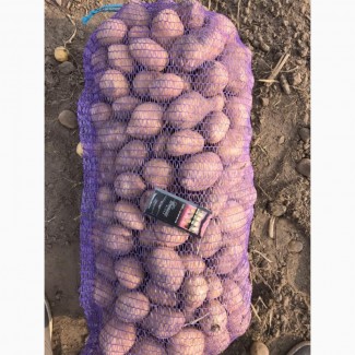 Картофель оптом от производителя, Урожай 2019 г
