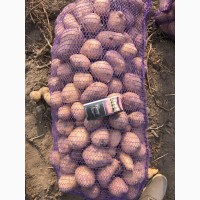 Картофель оптом от производителя, Урожай 2019 г