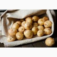 Картофель оптом урожая 2020 г от производителя