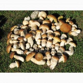 Продам белый гриб свежий новый урожай 2020 года