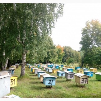 Продаю пчелосемей среднерусской породы и 16 рамочные утепленные ульи