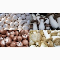 Продам замороженные грибы (белые, шампиньоны)