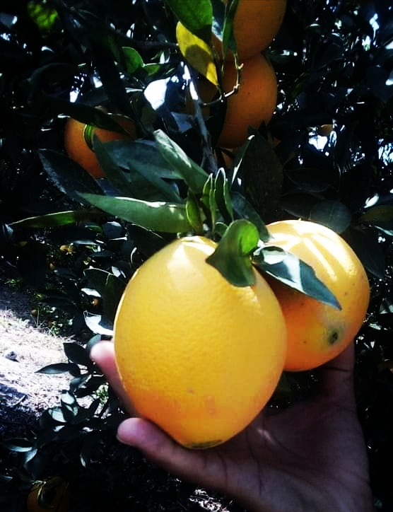 Фото 3. Апельсин из Египта