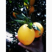 Апельсин из Египта