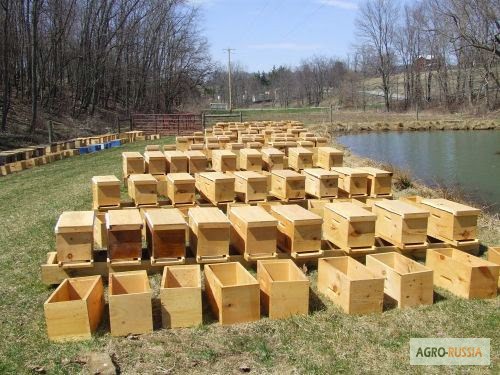 Фото 2. Продам пчел в пчелопакетах