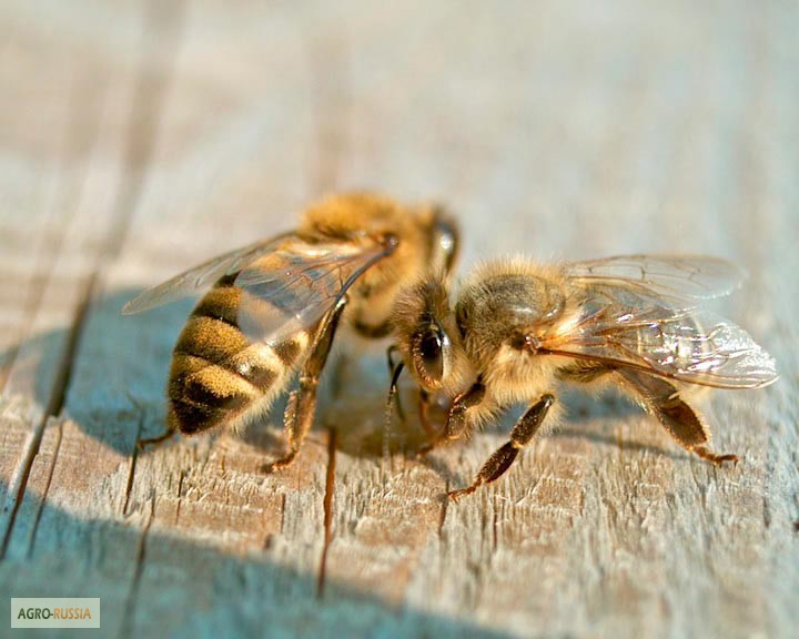 Фото 3. Продам пчел в пчелопакетах