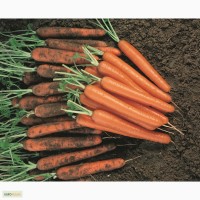 Продам морковь оптом в Волгограде