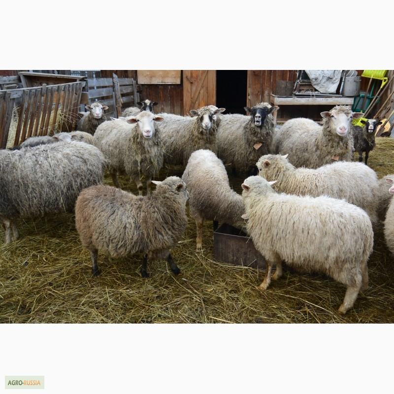 Фото 7. Быки на свадьбу донская и костромская порода, ягнята, овцы, бараны, козы дойные, козлята