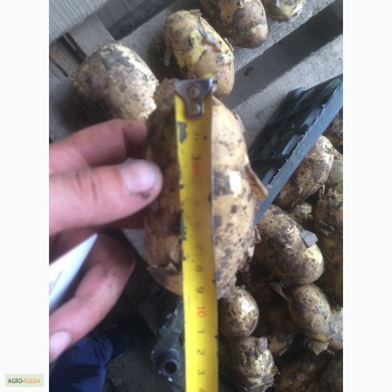 Фото 3. Кубанский картофель от фермерского хозяйства оптом