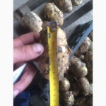 Кубанский картофель от фермерского хозяйства оптом