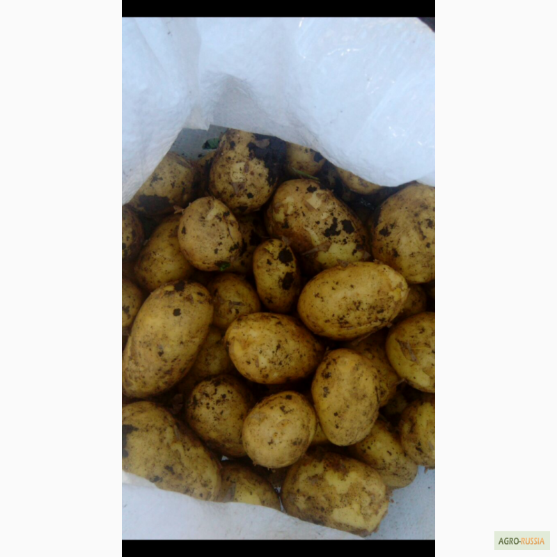 Фото 4. Кубанский картофель от фермерского хозяйства оптом