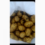 Кубанский картофель от фермерского хозяйства оптом