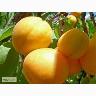 Продам абрикос крымский