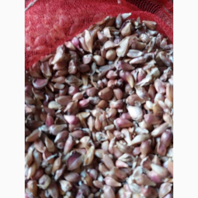 Фото 2. Семена чеснока воздушка сорт Любаша