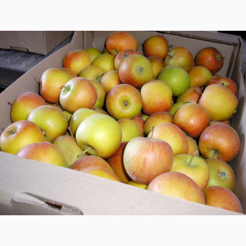 Фото 2. Яблоки свежие от производителя (Крым)