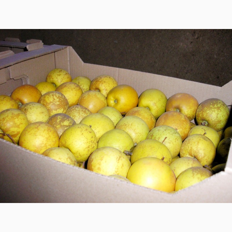 Фото 3. Яблоки свежие от производителя (Крым)