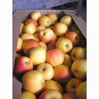 Яблоки свежие от производителя (Крым)