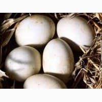 Инкубационные утиные яйца