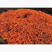Продам морковь некондиция