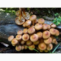 Культура гриба – опенок летний