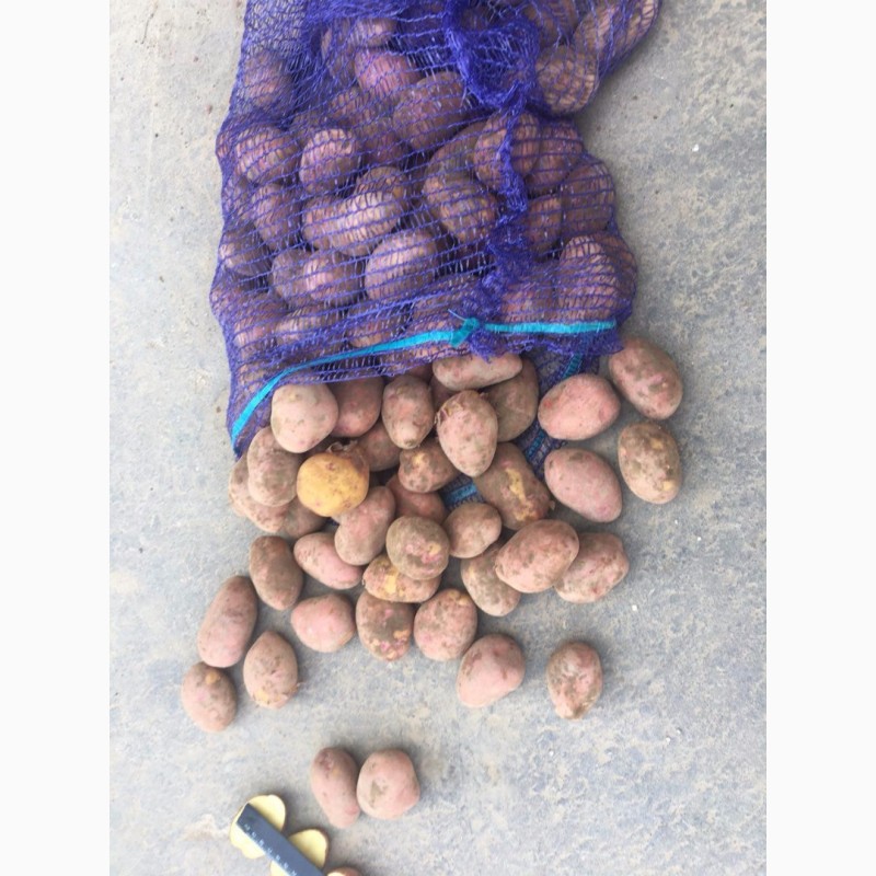 Фото 3. Продаём урожай картофеля оптом от фермерства