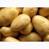 Продам семенной картофель Янка, Жуковский