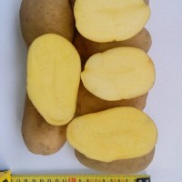 Продам продовольственный картофел