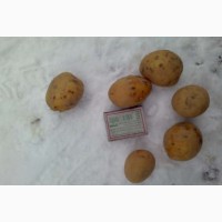 Картофель мелкий 2-4.5