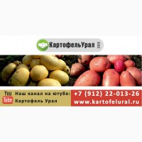 Белый Красный картофель из Свердловской области