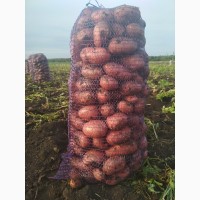 Белый Красный картофель из Свердловской области