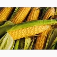 Кукуруза на семена Ярый трансгенный гибрид кукурузы CORBIN FS - 899